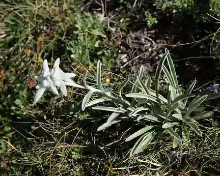 IMG10151 Edelweiss (Leontopodium alpinum Cass.)